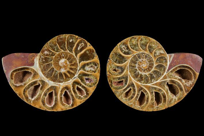 Cut & Polished, Agatized Ammonite Fossil (Pair)- Jurassic #110774